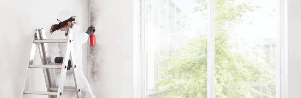 Best Industrial Mold Remediation  in De Soto, MO